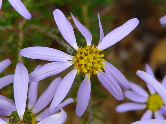 {Ionactis linariifolia}